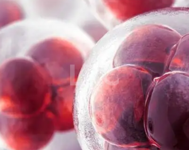 泰国冻卵费用高吗?曼谷LRC费用明细一览!