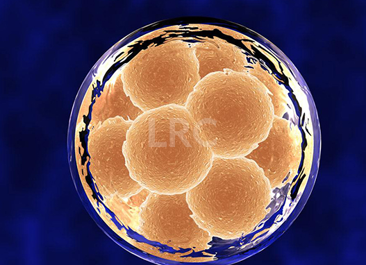 想知道泰国冻卵的真实价格吗?完整梳理试管婴儿冻卵成本构成!