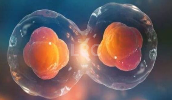 2026去泰国做冻卵手术要花多少钱?热门医院价格表一览