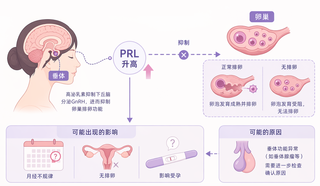 为什么医生总让查“性激素六项”？一篇讲清6个指标在看什么